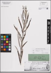 Foto von Salix eleagnos Scop.
